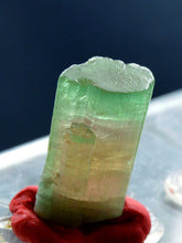 Well terminated bi-color tourmaline crystal with good luster from Afghanistan